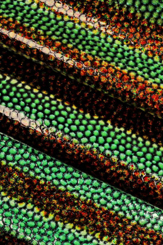 Violet/blue/green/yellow/red PATENT...