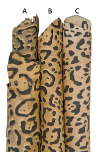 LEOPARD printed hair on... 2