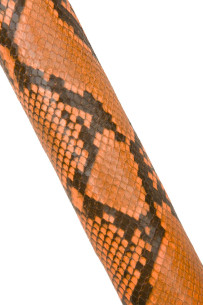 Fluo - NEON orange PYTHON... 2